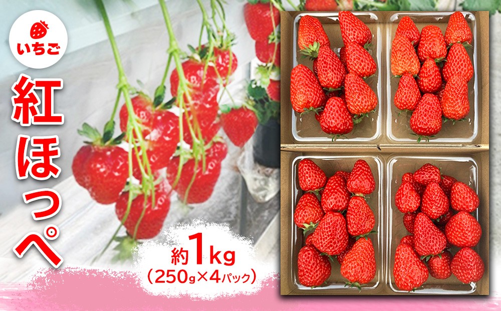 
                  いちご　紅ほっぺ　約1kg（250g×4パック）
                