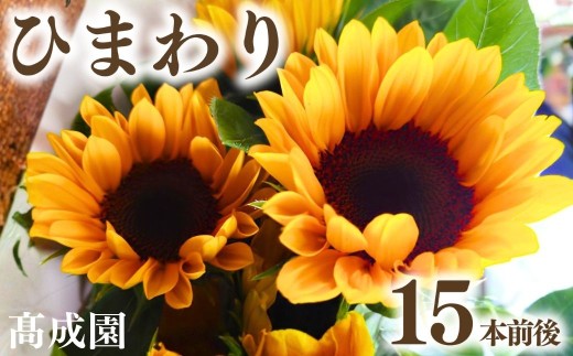 ひまわり 切り花 15本前後 | ひまわり ヒマワリ 向日葵 himawari 切り花 切花 きりばな 生花 フラワー プレゼント ギフト 父の日 母の日 髙成園 埼玉県 杉戸町