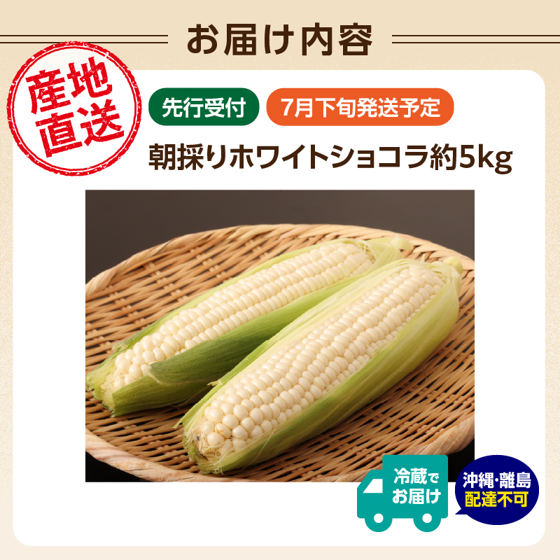 027-004 《先行受付》朝採りホワイトショコラ約5kg・A品L・11～15本程度 【2026年7月下旬頃～発送予定】【山形とうもろこし・大江町産・明石農園】
