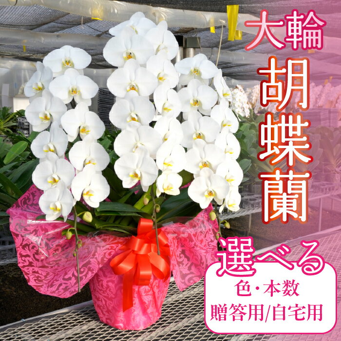 【ふるさと納税】胡蝶蘭 大輪 【選べる色・本数・贈答用自宅用】 胡蝶蘭 ギフト 祝い花 開店祝い 大きい 送料無料 高級 大輪 234-001