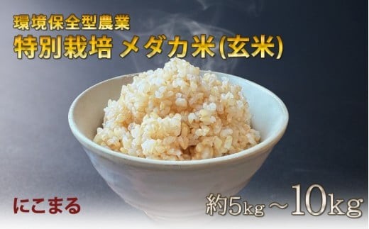 
                  新米 2026年産 特別 栽培 メダカ 玄米 5kg ~ 10kg 米 お米 げんまい 5キロ ~ 10キロ にこまる 国産米 ご飯 ごはん 一人暮らし 家族 ミネラル 豊富 期間限定 季節限定 ふるさと納税 人気 ふるさと納税米 ふるさと納税玄米 ふるさと納税お米 令和8年産 2026 令和8年 高知県 高知 黒潮町
                