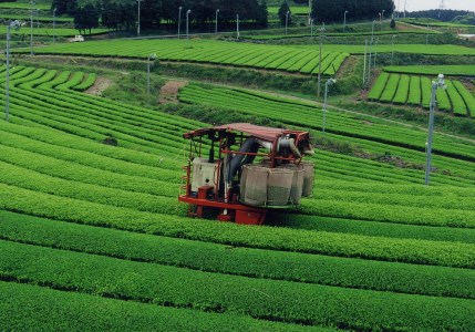 世知原茶｢芳翠｣｢峰の露｣詰め合わせ