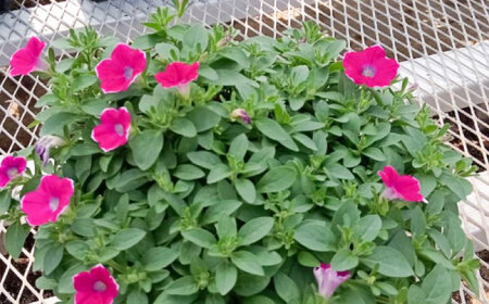 【4月末より順次発送】 サフィニア あずきフラッペ 鉢花　/ 瑞浪市 中山園芸 花 お花 お祝い 鉢植え 生花 ギフト プレゼント フラワー[AZDC007]