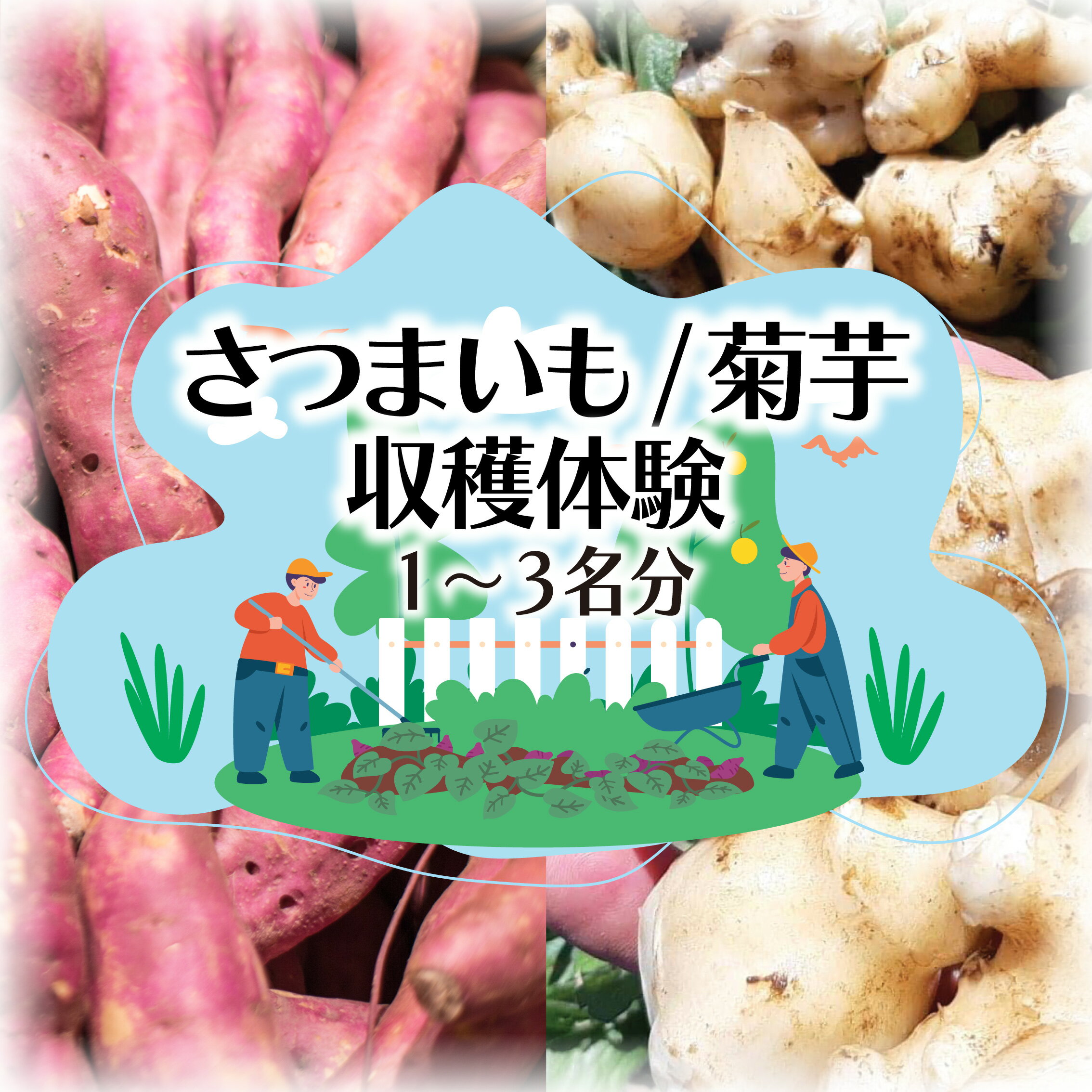 【ふるさと納税】 選べる 収穫体験 さつまいも 菊芋 1 ～ 3名 体験 芋掘り サツマイモ お土産 3kg お持ち帰り チケット 券 観光 レジャー 行楽シーズン 甘い スイーツ 秋の味覚 旬 やさい 野菜 アウトドア 自然 食育 ブタイモ カライモ 農園 観光 神奈川 湘南 藤沢