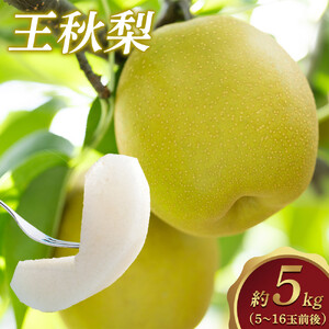 【先行予約】王秋梨 5kg前後（5～16玉前後）※2026年10月下旬～12月上旬頃に順次発送予定 【梨 なし 果物 フルーツ くだもの 鳥取県産 北栄町 おすすめ 人気】