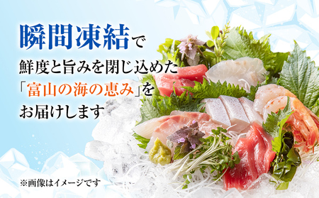 【偶数月 全6回 定期便】氷見漁港で競り落としたお刺身詰め合わせセット 〈冷凍〉　| 　刺身セット 鮮魚 詰め合わせ 富山湾 海の幸 魚介類 お魚 刺し身 さしみ 氷見漁港 柵 冷凍 瞬間凍結 隔月 