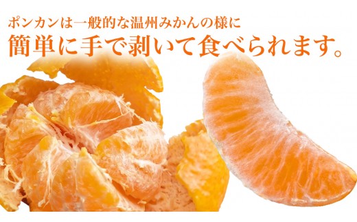 大崎上島産 ポンカン 5kg ( 30～40個程度 ) ぽんかん 柑橘 みかん フルーツ 柑橘 蜜柑 お取り寄せ