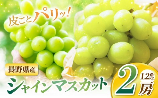 
                  【先行受付】シャインマスカット２房 | ふるさと納税 長野県 松本市 信州 季節限定 シャインマスカット ブドウ
                