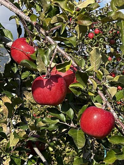 画像はイメージです