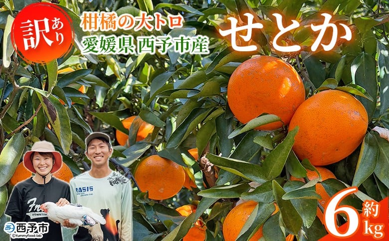 
                  ＜訳あり せとか 約6kg＞ セトカ 家庭用 自宅用 柑橘の大トロ コク 旨み 薄皮 濃い甘み 6キロ 果物 くだもの フルーツ みかん 濃厚 高級柑橘 国産 特産品 とりこ農園 愛媛県 西予市【常温】『2026年2月中旬～3月上旬に順次出荷予定』
                