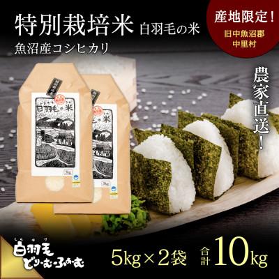 ふるさと納税 十日町市 令和7年産　農家直送!魚沼産こしひかり　特別栽培米「白羽毛の米」精米5kg×2袋