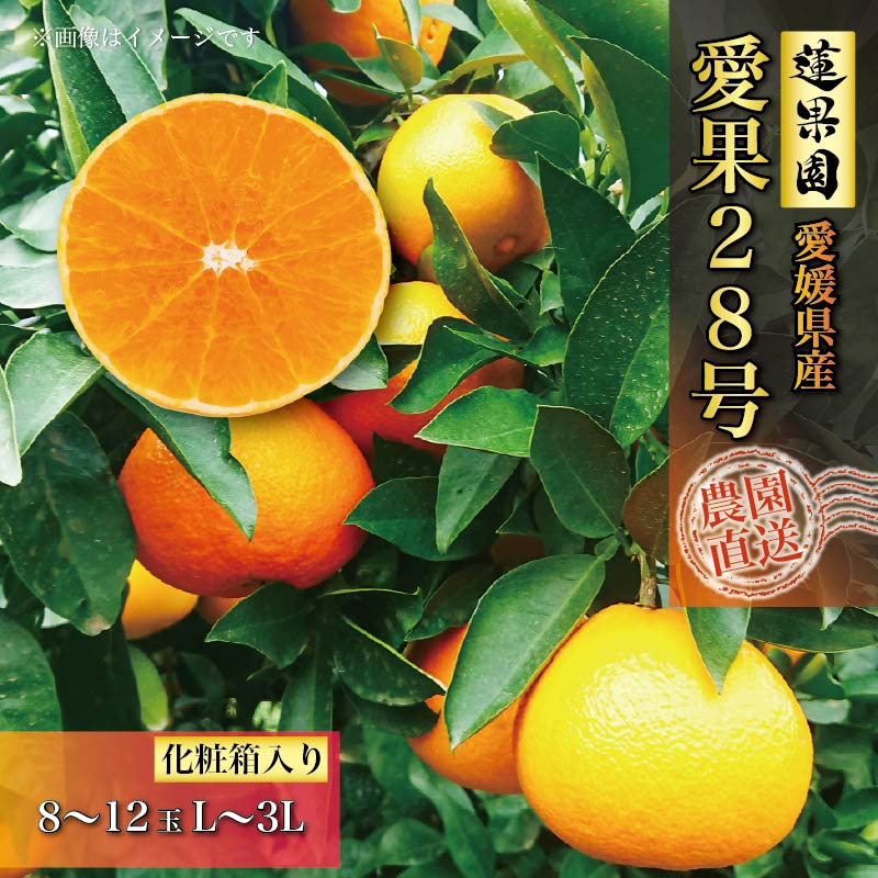 【ふるさと納税】 【先行予約】 愛果28号 化粧箱 8玉 から 12玉 【11月中旬～発送】 高級 みかん 愛媛 まどんな 柑橘 果物 くだもの フルーツ おすすめ 人気 お取り寄せ グルメ ギフト 期間 数量 限定 愛媛県 松山市 蓮果園