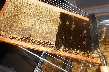 【自然のまま】富津産ハチミツ600g×5本 計3kg【完全非加熱】