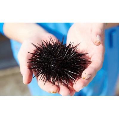 ふるさと納税 陸前高田市 広田湾 蒸しうに缶詰6缶セット 【広田湾漁協からお届け!】 |  | 02