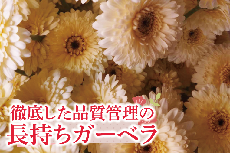 【12ヶ月定期便】旬の水戸市常澄のガーベラ カラフルミックス20本【ガーベラ 産直 サプライズ フラワーアレンジ 花 お花 贈り物 誕生日 母の日 彼女にプレゼント 水戸市 茨城県】（DR-131）