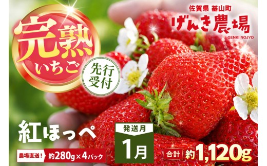 【2027年1月発送】【先行予約】【農場直送！】紅ほっぺ(約280g×4P)【ふるさと納税 佐賀県 基山町産 げんき農場 苺 ブランド苺 イチゴ いちご フルーツ 果物 くだもの 美味しい おいしい 甘い ストロベリー 産地直送 朝採れ 完熟果 KBCテレビ「ふるさとwish」で紹介されました】K100072