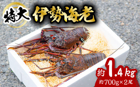 伊勢海老 特大 約1.4kg 約700g×2尾 伊勢えび 伊勢エビ いせえび イセエビ 海老 えび エビ 海鮮 海産物 海の幸 おせち 高級 国産 海鮮 ギフト 【配送日指定】