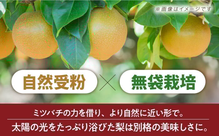 長崎県産 長与町 先行予約 大容量 フルーツ 果物 梨 なし 秋月 あきづき 大容量 お取り寄せ ナシ