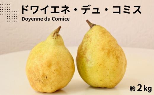 KL10-25A 洋梨 ドワイエネ・デュ・コミス 約2kg 贈答 松川町産 / 10月中旬頃～配送予定 // 長野県 南信州 洋梨 洋ナシ 洋なし コミス 贈答 ギフト 希少 幻 果物 フルーツ