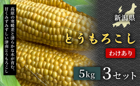 【令和8年産先行予約】朝採れ 訳あり とうもろこし 5kg 3セット | 津南町 スイートコーン とうもろこし
