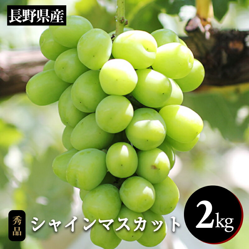 【ふるさと納税】ぶどう シャインマスカット 大人気! 長野県産 シャインマスカット 約2kg 秀品 〈2025年9月中旬〜11月上旬発送〉| 果物 くだもの フルーツ ぶどう ブドウ 葡萄 長野県 信州 南信州 飯田市 B36