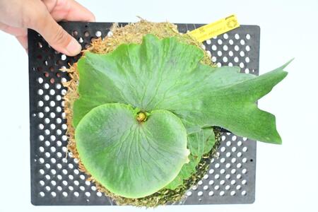 ビカクシダ　ワンダエ琉球松板付け（壁掛け用）