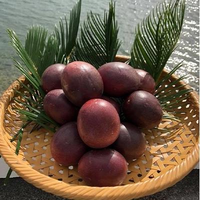ふるさと納税 奄美市 【限定】Sランク!高糖度パッションフルーツ　約1.3kg |  | 01