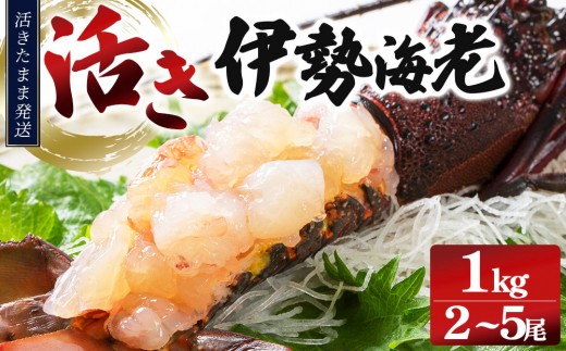 【先行予約】【期間限定】活き伊勢海老 1000gセット（2～5尾）生きた伊勢海老　初物　朝どれ　縁起物　エビ　