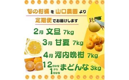 訳あり 年4回 旬の柑橘 定期便  （ まどんな ・ 文旦 ・ 甘夏 ・ 河内晩柑 ）