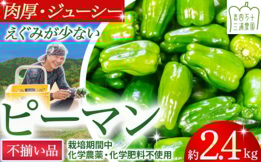 【不揃い品】肉厚ジューシー! 栽培期間中化学農薬・化学肥料不使用のえぐみ少ないピーマン2.4Kg ／Fms-12