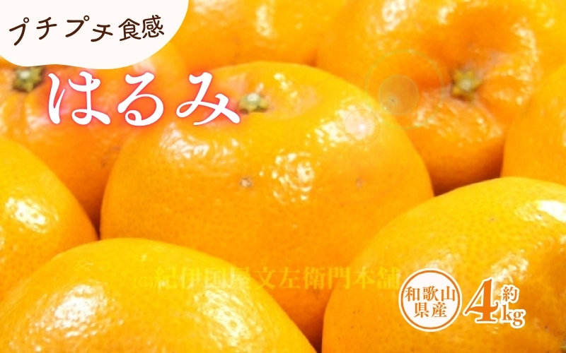 はるみ 約4kg/サイズおまかせ　※2027年1月下旬～2027年3月中旬頃に順次発送予定(お届け日指定不可)　紀伊国屋文左衛門本舗　【ntbt460B】