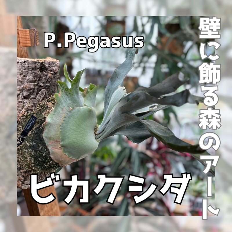 観葉植物 ビカクシダPegasusコルク仕立て | コウモリラン 壁掛け 板付け インテリア 室内 4月-12月発送