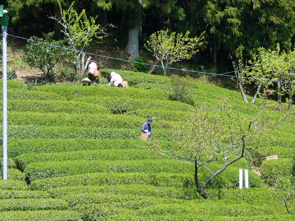 茶畑での作業風景