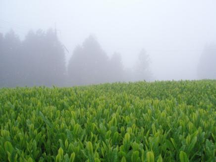 【2025年新茶予約】室園銘茶の一番人気【煎茶・翠】3袋入り