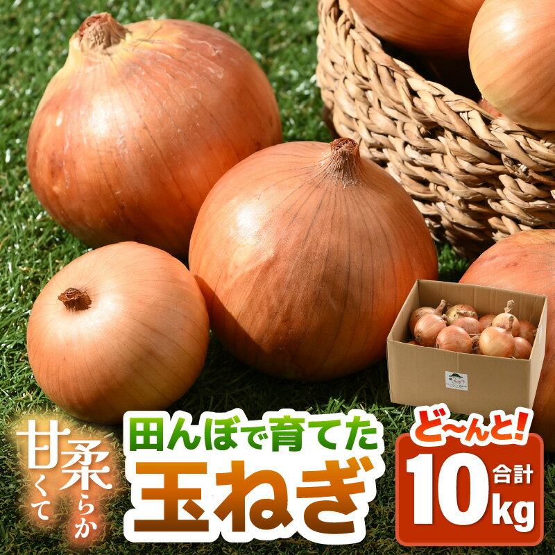 【ふるさと納税】【先行予約】玉ねぎ 10kg（サイズ S M L ミックス）田んぼで育てた甘くて柔らか自慢の玉ねぎ！／ 野菜 万能 料理 常備 玉葱 BBQ たまねぎ 玉ネギ サラダ スープ ※2025年7月上旬より順次発送予定