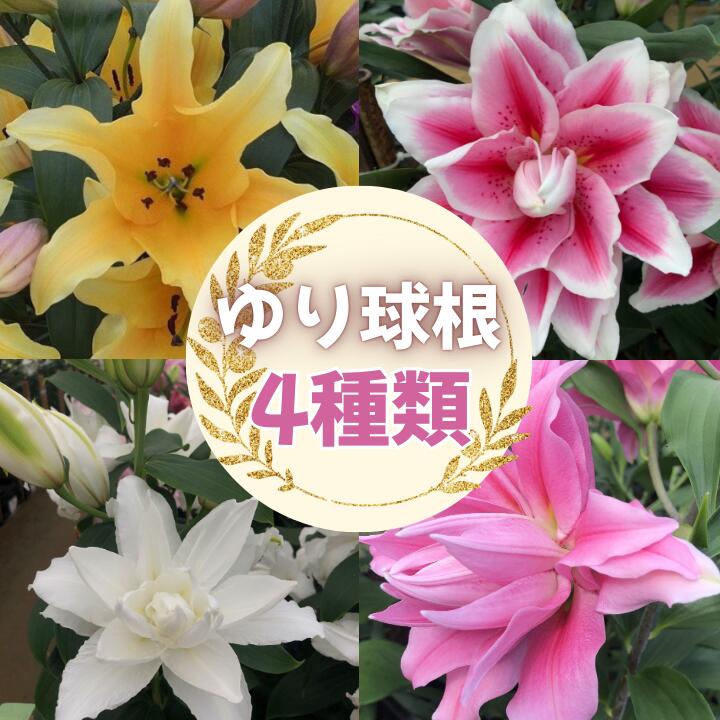 【ふるさと納税】ユリ球根 6球 バルベルデ （ 黄色 ）ミカエラ（八重ピンク淵が白）ホワイトトルネード（八重白）カダンゴ（八重　濃いピンク）