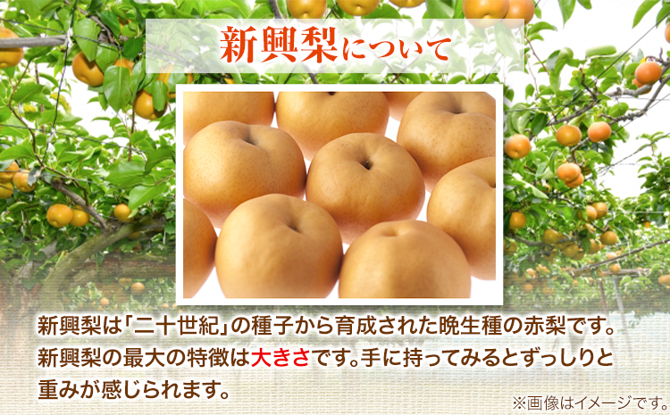 【2026年先行予約】秀品 新興梨 約4kg (4〜13玉) 高間商店《2026年10月上旬-12月上旬頃出荷》鳥取県 八頭町 梨 なし ナシ 果物 フルーツ 秀品 高間商店 新興梨 ふるさと納税 甘