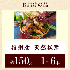 信州産「天然松茸」（約150g/1～6本） きのこ 秋の味覚 高級食材 国産松茸 日本産松茸 高級品種 信州伊那谷産 採れたて 直送 希少価値 