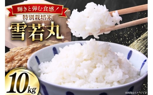 米 令和7年産 特別栽培米 雪若丸 10kg(5kg×2) [本田勇仁 山形県 高畠町 tk06bgj910001] お米 白米 精米 ごはん ご飯 ブランド米