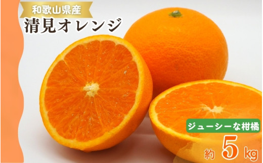【予約】【ジューシー】清見オレンジ 5kg ※2026年3月下旬頃～2026年4月中旬頃に順次発送予定（お届け日指定不可）/ オレンジ みかん ミカン 蜜柑 柑橘 フルーツ 果物 くだもの 和歌山【u