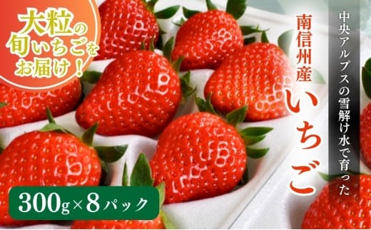 南信州産「いちご」 (300g×8パック)　【ヨッシャア駒ヶ根】[№5659-1179]