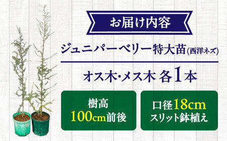 ジュニパーベリー特大苗(西洋ネズ)オス木・メス木セット Juniperus communis 樹高100cm前後 口径18cm スリット鉢植え BHCQ001