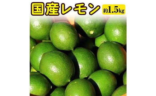 国産レモン 約1.5kg アトランティスファーム《11月上旬-3月中旬頃出荷》和歌山県 紀の川市 フルーツ 果物 柑橘