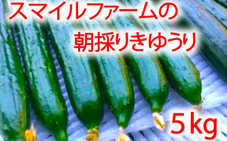 朝採りきゆうり5kg【FM02W1】 野菜 新鮮