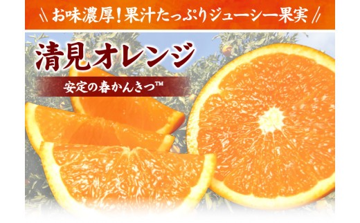 田村産清見オレンジ[約4.5kg]湯浅町田村産春みかん(果実サイズおまかせ)/紀伊国屋文左衛門本舗　※2027年3月中旬～4月下旬頃発送予定【ntbt492A】