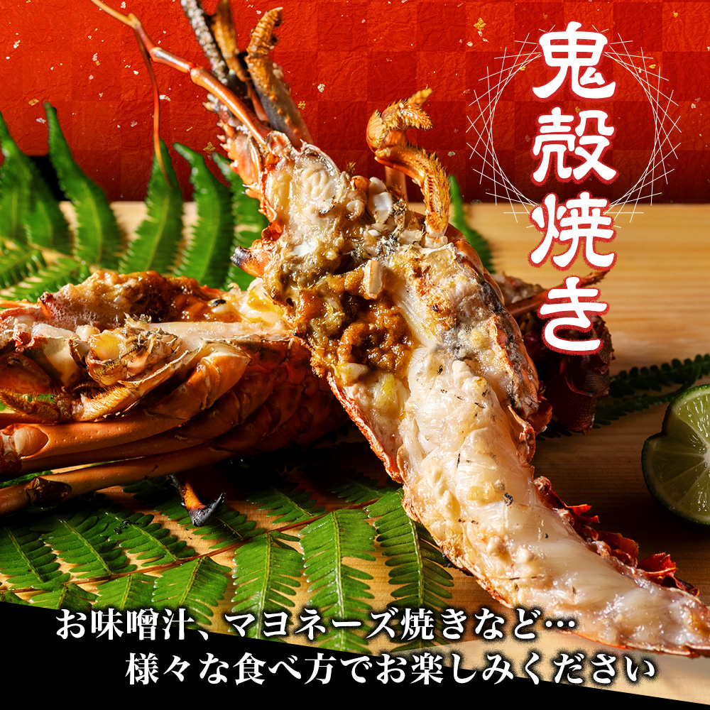 活き伊勢海老 Cコース 5〜6尾 約1400〜1500g 山金商店 伊勢えび エビ 海老 鮮魚 焼き物 汁物 海鮮 特産 海の幸 魚介 イセエビ 三重県 南伊勢町 伊勢志摩産 伊勢志摩産	