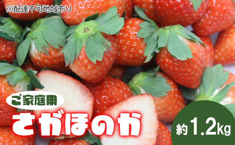 【ご家庭用】岡山県里庄町産いちご さがほのか 約1.2kg 《2026年1月中旬-4月下旬頃出荷》イチゴ 岡山 スイーツ フルーツ 果物 先行予約 数量限定 期間限定 岡山 里庄町