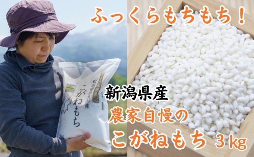 新米 新潟県産 もち米『こがねもち』3kg 令和6年産 ふっくらモチモチ！ 芳醇な甘い香り 磯貝農場【ふるさと納税 米 ブランド米 餅 赤飯 おこわ 糸魚川 2024 黄金餅 もち米】