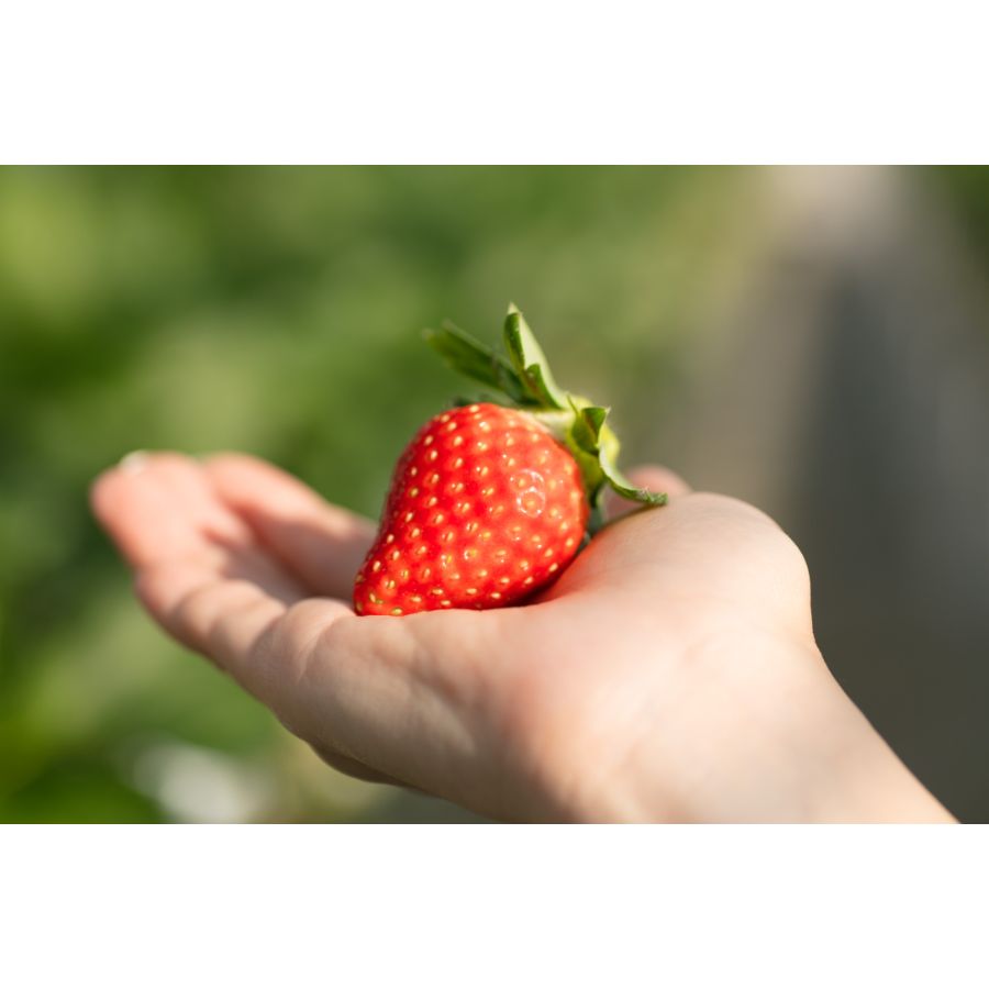 ＜まなこころ＞葵　とちおとめ1箱（2パック入り）520ｇ　1パック当たり260ｇ（15～20粒）