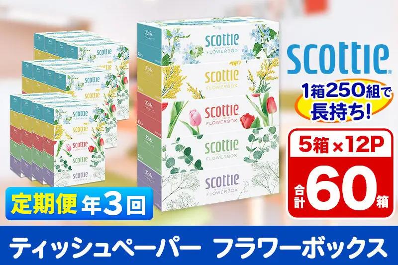 《4ヶ月ごとに3回お届け》定期便 ティッシュペーパー スコッティ フラワーボックス250組 60箱(5箱×12パック) ティッシュ 最短翌日発送